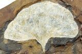 Three Fossil Ginkgo Leaves From North Dakota - Paleocene #232010-1